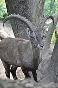 Bouquetin
