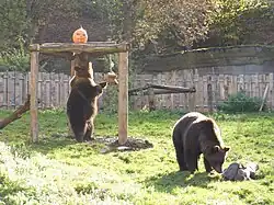 Enrichissement Halloween pour les ours