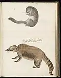 Planche zoologique entre 1546 et 1558.