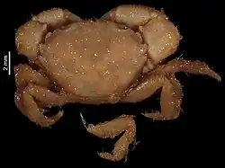 Aniptumnus vietnamicus