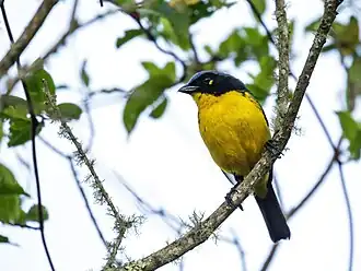 Description de l'image Anisognathus melanogenys - Black-cheeked Mountain-Tanager.jpg.