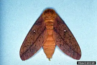 Description de l'image Anisota peigleri2.jpg.