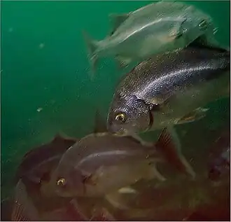 Description de l'image Anisotremus interruptus 0zz.jpg.