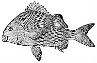 Description de l'image Anisotremus_surinamensis.jpg.