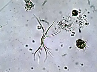 Description de cette image, également commentée ci-après