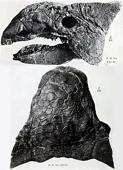 Ankylosaurus