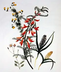 Sutherlandia frutescens, deux espèces de Wurmbea, Hermannia pinnata et un petit Senecio, v. 1800, crayon et aquarelle d'Anna Maria Truter (1777-1857).