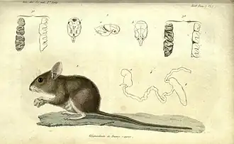 Description de l'image Annales des sciences naturelles BHL2255069.jpg.