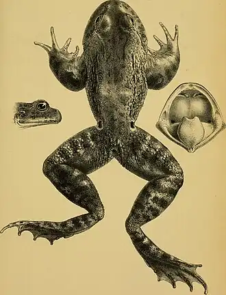 Description de l'image Annali del Museo civico di storia naturale di Genova (1887) (17790288363).jpg.