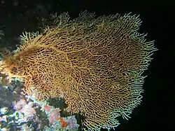 Annella mollis, un Subergorgiidae.