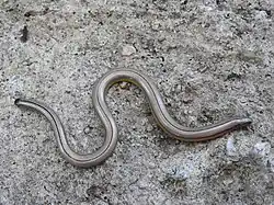 Description de l'image Anniella stebbinsi 8672345.jpg.