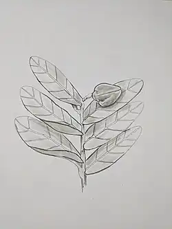 Dessin détaillant la morphologie d'Annona aurantiaca, y compris l'attachement des feuilles et les baies