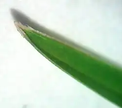 Feuille: apex caréné.