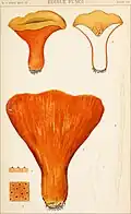 Planche mycologique de 1905