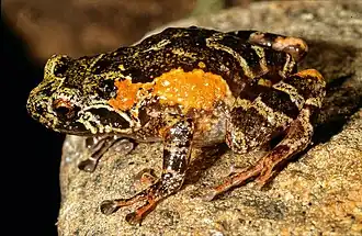 Description de l'image Anodonthyla emilei01.jpg.