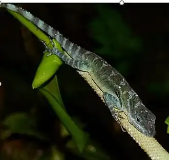 Description de l'image Anolis 2.jpg.