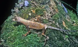 Description de l'image Anolis bombiceps.png.