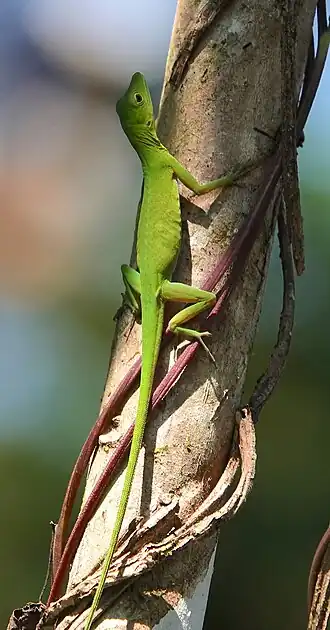 Description de l'image Anolis chloris 240941341.jpg.