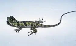 Anolis fraseri