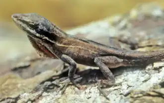 Description de l'image Anolis haguei.png.