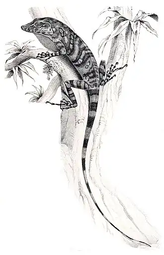 Description de l'image Anolis insignis.jpg.
