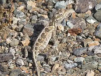 Description de l'image Anolis onca 178254987.jpg.