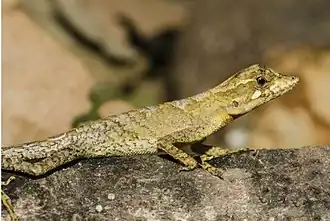 Description de l'image Anolis planiceps.jpg.