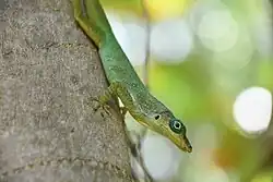 Le zanndoli (Anolis roquet), autre lézard endémique de Martinique, différent des mabouyas