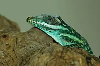 Description de l'image Anolis smallwoodi at Fort Worth zoo.jpg.