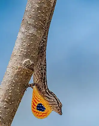 Description de l'image Anolis unilobatus.jpg.