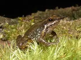Description de l'image Anomaloglossus tepuyensis.jpg.