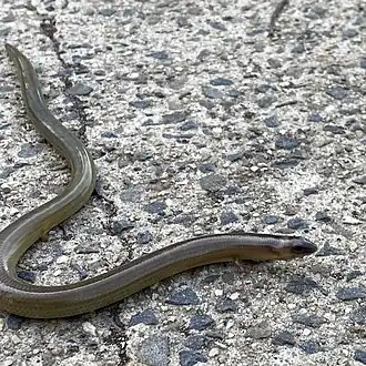 Description de l'image Anomalopus verreauxii.jpg.