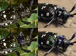 A. glabripennis versus A. chinensis malasiaca