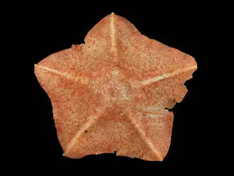 Étoile patte d'oie (Anseropoda placenta)