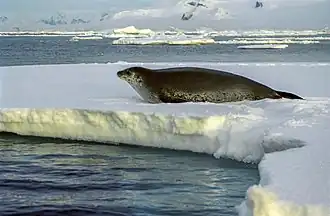 Leptonychotes weddellii