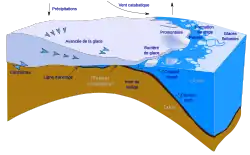 schéma en coupe d'un inlandsis et des eaux côtières, représentant les échanges.