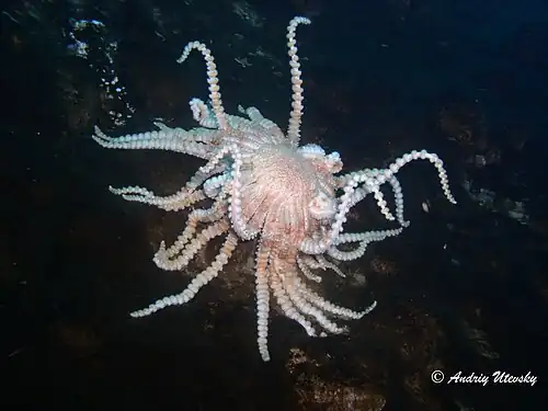 Labidiaster annulatus