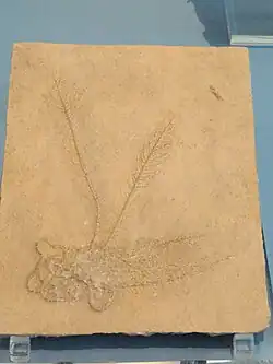 Fossile de Antedon pinnata.