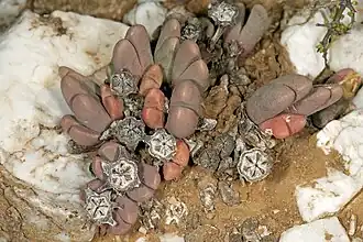 Description de l'image Antegibbaeum fissoides 1DS-II 3-6057.jpg.