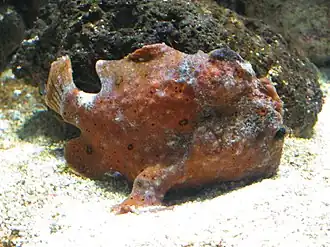 Description de l'image Antennarius_commersonii_05_by_Line1.jpg.