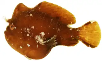 Antennarius pauciradiatus