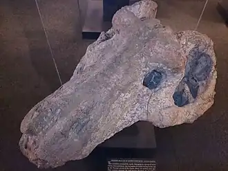 Crâne d’Anteosaurus magnificus (SAM-PK-K360) à fortes bosses postfrontales mais dépourvu de la bosse frontale. Ce spécimen, exposé à l’Iziko South African Museum du Cap en Afrique du Sud, fut découvert à Nuwelande près de Fraserburg dans la province du Cap-Nord.