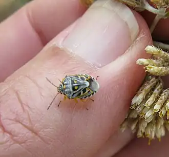 Description de cette image, également commentée ci-après