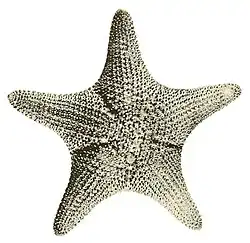 Anthenea polygnatha.