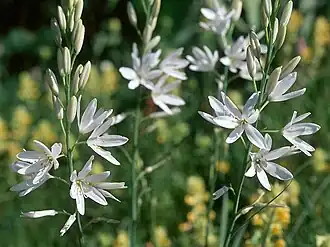 la Phalangère à fleur de lis (Anthericum liliago).