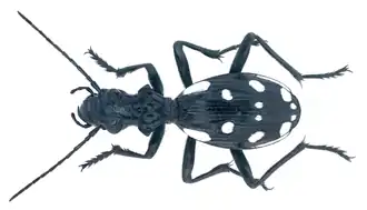 Description de cette image, également commentée ci-après