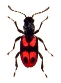 Description de cette image, également commentée ci-après