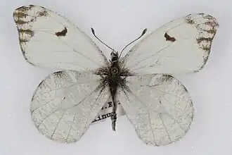 Description de l'image Anthocharis lanceolata.jpg.