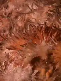 Vue rapprochée d'une anthodite.