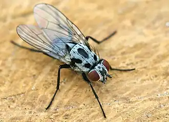 Femelle Anthomyia pluvialis